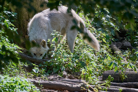 Big and white Hudson Bay Wolf, lives in the Artic and at the northwestern coast of Hudson Bay in...