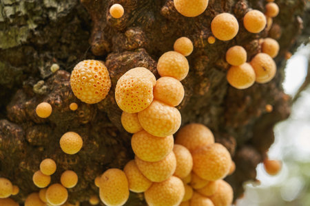 Cyttaria darwinii is a spongy, orange colorred and edable mushroom growing on trees in the southern hemisphere. Also known as indian bread. Tierra del Fuego, Patagonia, Argentina, south America_2の写真素材