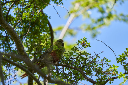 Enicognathus ferrugineus, the Austral Parakeet, Austral Conure or Emerald Parakeet can be found allover Patagonia in Chile and Argentina, sitting on a tree in tierra del fuego, Patagonia, south americaの写真素材