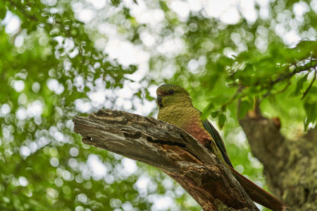 Enicognathus ferrugineus, the Austral Parakeet, Austral Conure or Emerald Parakeet can be found allover Patagonia in Chile and Argentina, sitting on a tree in Glaciers national park close to the perito moreno glacier_2の写真素材