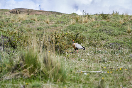 Theristicus melanopis, black-faced ibis with its long beak is a species of bird in the family Threskiornithidae, found in grassland and fields in southern and western South America_2の写真素材