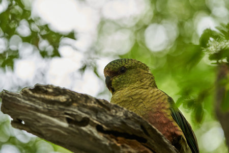 close-up of Enicognathus ferrugineus, the Austral Parakeet, Austral Conure or Emerald Parakeet can...