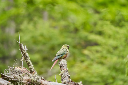 Enicognathus ferrugineus, the Austral Parakeet, Austral Conure or Emerald Parakeet can be found allover Patagonia in Chile and Argentina, sitting in dense green vegetation in tierra del fuego, Patagonia, south america_5の写真素材