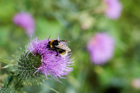 Bombus terrestris, large earth Bumblebee, buff tailed bumblebee sitting on a violet blossom of a thistle and feeding on Nectar with pollen on its backの写真素材