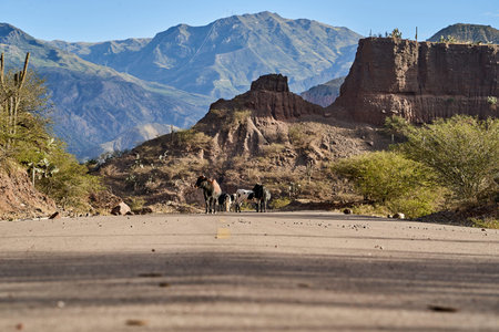 cattle on a lonely highway with yellow middle line in a beautiful and arid desert landscape showing cactus and desert rock formations, Peru, South Americaの写真素材