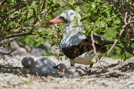 Adult Nazca booby with two chicks in the nest, Sula granti, is a large white seabird, with black face mask, living on Galapagos Islands, formerly known as masked booby. Ecuador, South Americaの写真素材