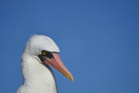 Nazca booby, Sula granti, is a large white seabird, with black face mask, living on Galapagos Islands in the pacific ocean, formerly known as masked booby. Ecuador, South Americaの写真素材