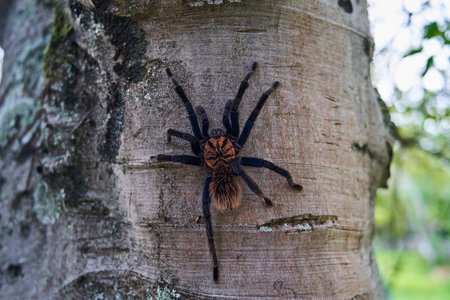 The Colombian lesserblack tarantula, Xenesthis immanis, is a large terrestrial bird spider, with hairy legs and body and a beautiful pattern.の写真素材