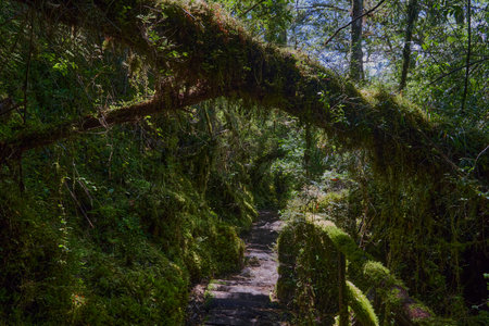 Dark and over grown jungle path leading through the rain forest of queulat national park towards ventisquero colgante at the Carretera Austral in Patagonia, Chile, South Americaの写真素材