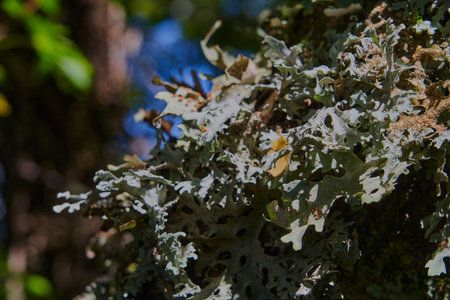 abstract detail of plants from the pacific rain forest. close up, macro of plants