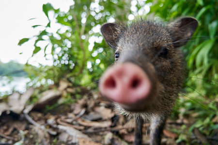 Portrait with shallow depth of field and blurry snout of a cute little young wild boar being nosy in the rain forest of nueva loja, ecuador, south americaの写真素材