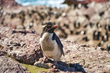 Eudyptes chrysocome is the rock hopper penguin also known as crested penguin living on the rocky and steep cliffs of isla pinguino at the atlantic coast of patagonia in argentina. it is known for its red eyes and characteristic yellow eye browsの写真素材