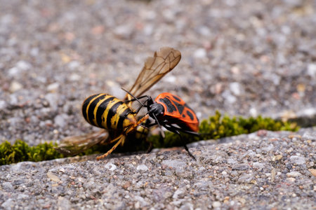 Vespula germanica, European wasp, German wasp, or German yellowjacket is feeding on Pyrrhocoris Apterus, firebug, red firebug, linden, sap sucking, red soldier bugの写真素材
