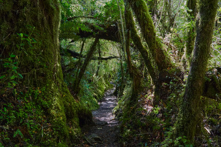 Dark and over grown jungle path leading through the rain forest of queulat national park towards ventisquero colgante at the Carretera Austral in Patagonia, Chile, South Americaの写真素材