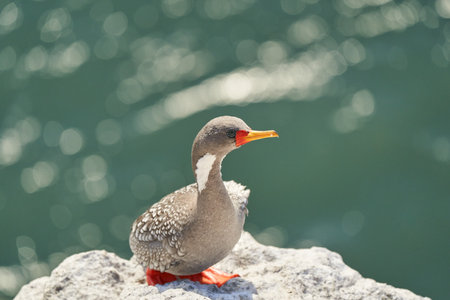Phalacrocorax gaimardi is a red legged cormorant with hypnotic blue sprinkled eyes, sitting in the rock wall of cliffs cloase to Puerto deseado at the atlantic coast of Patagonia in Argentinaの写真素材