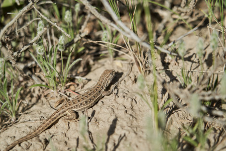 reptile, small lizard sitting on the ground in tall grassの写真素材