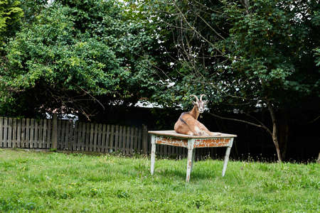 funny domestic goat, Capra aegagrus hircus, lying on a table in a gardenの写真素材