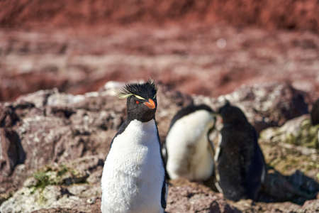 Eudyptes chrysocome is the rock hopper penguin also known as crested penguin living on the rocky and steep cliffs of isla pinguino at the atlantic coast of patagonia in argentina. it is known for its red eyes and characteristic yellow eye browsの写真素材