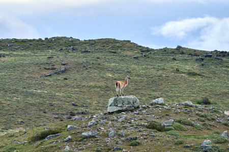 Lama guanicoe is a camelid native to South America, closely related to the domesticated llama. Guanaco standing in green gras of Torres del Paine national park in Patagonia with montains of the Andes in the background, Chile_1の写真素材