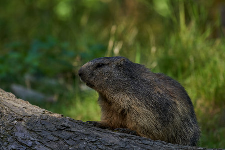 Marmota monax, groundhog known from movie groundhog day with punxsutawney phil for weather forecastの写真素材