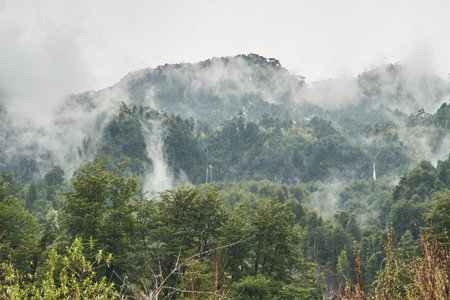 Moody scene of mist rising from the pacific rain forests of Chile with fog rising like thick clouds...