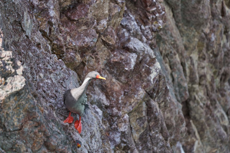 Phalacrocorax gaimardi is a red legged cormorant with hypnotic blue sprinkled eyes, sitting in the rock wall of cliffs cloase to Puerto deseado at the atlantic coast of Patagonia in Argentinaの写真素材