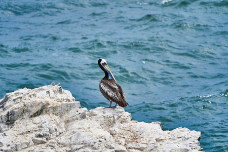 Bird colony in Paracas national park at the Pacific Ocean coast line of Peru. Peruvian pelican sitting on guano covered rocks at the deep blue pacific oceanの写真素材