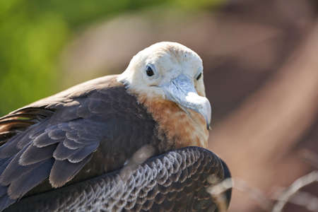 Female juvenile Magnificent frigatebird, Fregata magnificens, is a big black seabird with a characteristic red gular sac, galapagos islands, Ecuador, South Americaの写真素材