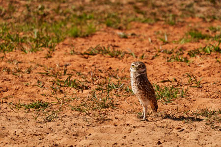 burrowing owl, Athene cunicularia, sitting at their den in the Pantanal, The small, long legged owl can be found in grasslands, rangelands, agricultural areas, deserts in North and South Americaの写真素材