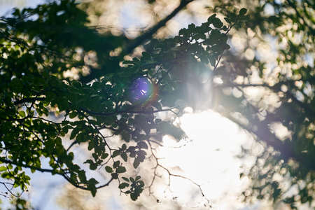 Sun breaching through the branches of a tree with sunflares, moody and romantic lightの写真素材