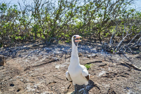 Nazca booby, Sula granti, is a large white seabird, with black face mask, living on Galapagos Islands in the pacific ocean, formerly known as masked booby. Ecuador, South Americaの写真素材