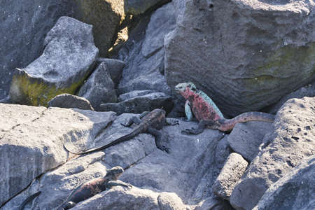 marine iguana, Amblyrhynchus cristatus, also sea, saltwater, or GalÃ¡pagos marine iguana sitting on the lava rocks of the galapagos islands soaking up the sunの写真素材