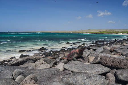 marine iguana, Amblyrhynchus cristatus, also sea, saltwater, or GalÃ¡pagos marine iguana sitting on the lava rocks of the galapagos islands soaking up the sunの写真素材