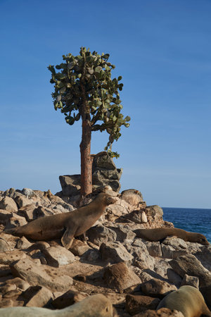 Galapagos sea lion lying at the rocky beach close to Opuntia echios, GalÃ¡pagos prickly pear,...