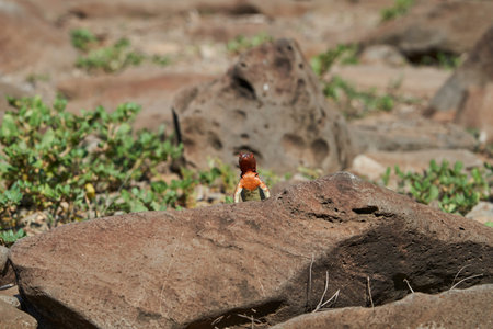 Female GalÃ¡pagos lava lizard, Microlophus albemarlensis, also the Albemarle lava lizard, is a species of lava lizard endemic to the GalÃ¡pagos Islands and belongs to the family of Iguanaの写真素材