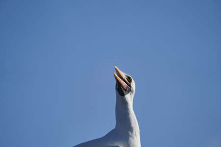 Nazca booby, Sula granti, is a large white seabird, with black face mask, living on Galapagos Islands in the pacific ocean, formerly known as masked booby. Ecuador, South Americaの写真素材
