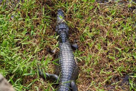 caiman lying in the swamp of the Pantanal wetlands along the Transpantaneira close to Porto Jofre at...