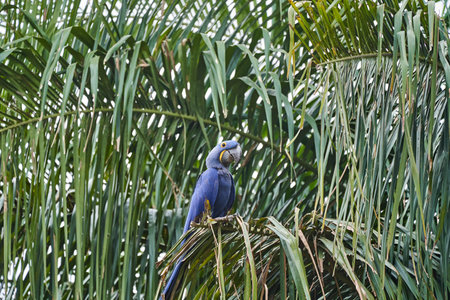 The hyacinth macaw, Anodorhynchus hyacinthinus, or hyacinthine macaw, is a beautiful, large deep blue parrot, that can be found in the Pantal near Porto Jofre, South Americaの写真素材