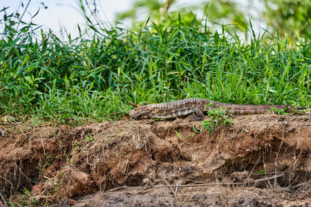 Dracaena paraguayensis, the Paraguay caiman lizard, a species of lizard in the family Teiidae,...