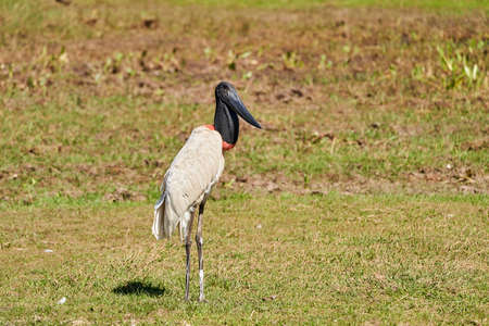 The Jabiru is a tall wading bird found in the Americas from Mexico to Argentina and the largest stork species with a black head and red neck with inflatable throat, Pantanal, Brazilの写真素材