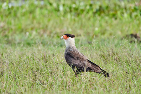 The southern crested caracara, Caracara plancus, also southern caracara or carancho is a bird of prey in the family Falconidae. Pantanal, Cuiaba River, Brazil, South Americaの写真素材