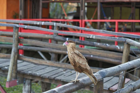 The southern crested caracara, Caracara plancus, also southern caracara or carancho is a bird of prey in the family Falconidae. Pantanal, Cuiaba River, Brazil, South Americaの写真素材