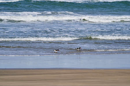 The American oystercatcher, Haematopus palliatus, also American pied oystercatcher, from the family of Haematopodidae. Sea pie wading through the surf of the beach at the atlantic ocean, Brazilの写真素材