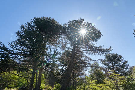 Araucaria araucana, monkey puzzle tree, monkey tail tree, pinonero, pewen or Chilean pine is an evergreen tree. Conifer with sun rays breaching through the branches, sun flaresの写真素材