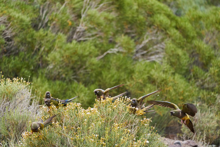 Flock of burrowing parrot, Cyanoliseus patagonus, also known as burrowing parakeet or Patagonian...