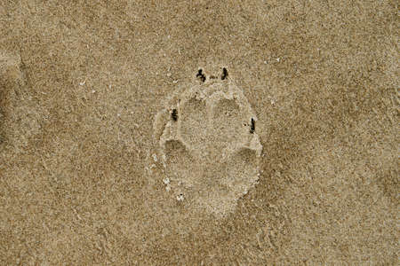 Dog paw print showing claw marks in the sand of a beach along the atlantic oceanの写真素材