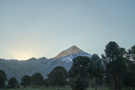 Araucaria araucana, monkey puzzle tree, monkey tail tree, piÃ±onero, pewen or Chilean pine is an evergreen tree. Conifer in front of Volcano Lanin in Argentina, South Americaの写真素材