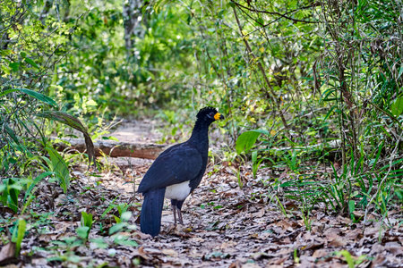 bare faced curassow, Crax fasciolata, a large bird with small crest from the family Cracidae,...