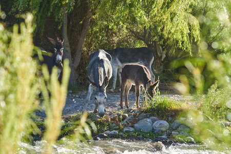 cute little baby donkey foal standing together with its family on river bank in a lush green valley in Peru, South Americaの写真素材