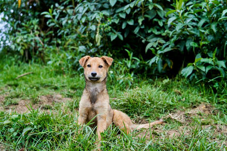cute, little, adorable puppy sitting on a green meadow and looking friendly and curiousの写真素材
